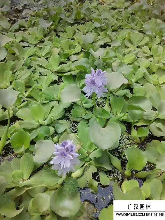 水葫蘆 
