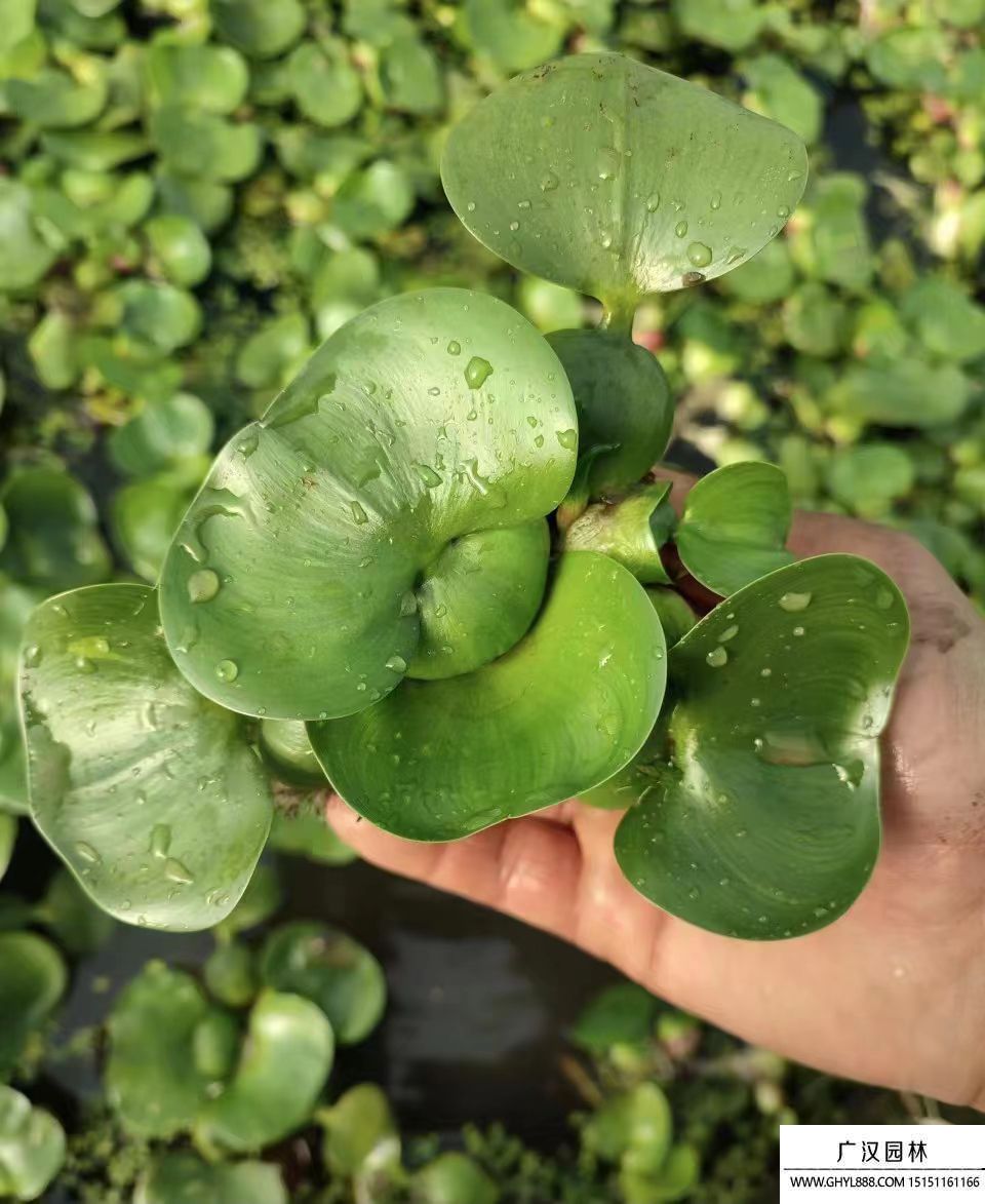 水葫蘆