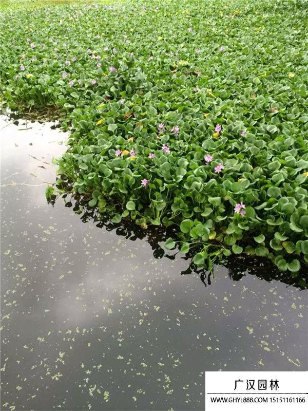 水葫蘆