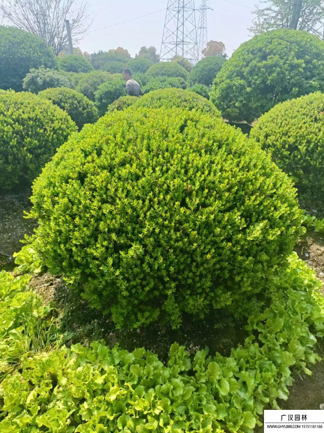 瓜子黃楊球  