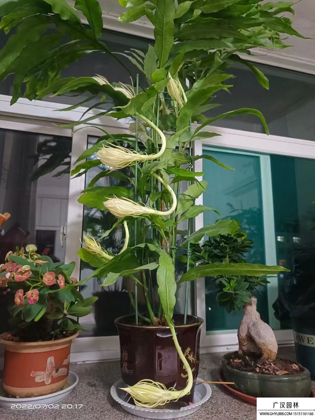 曇花