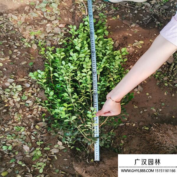 小葉黃楊