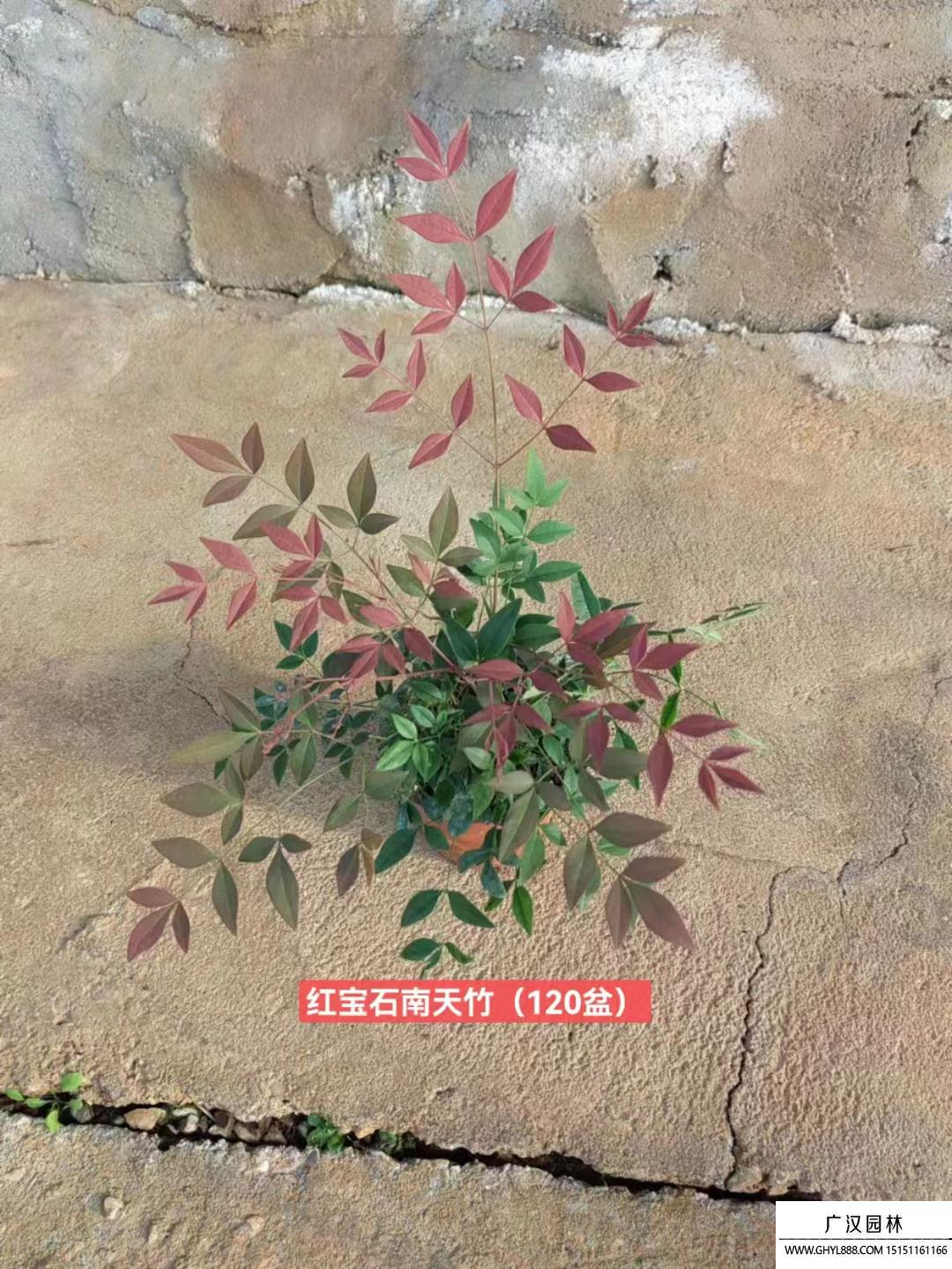 紅寶石南天竹