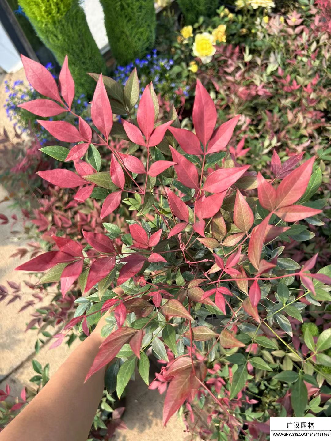 紅寶石南天竹
