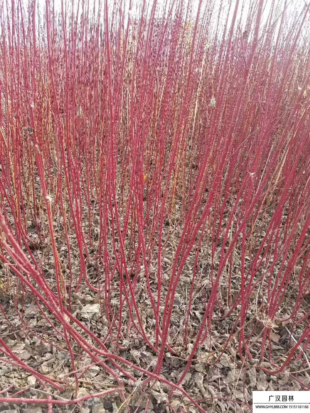 紅瑞木 