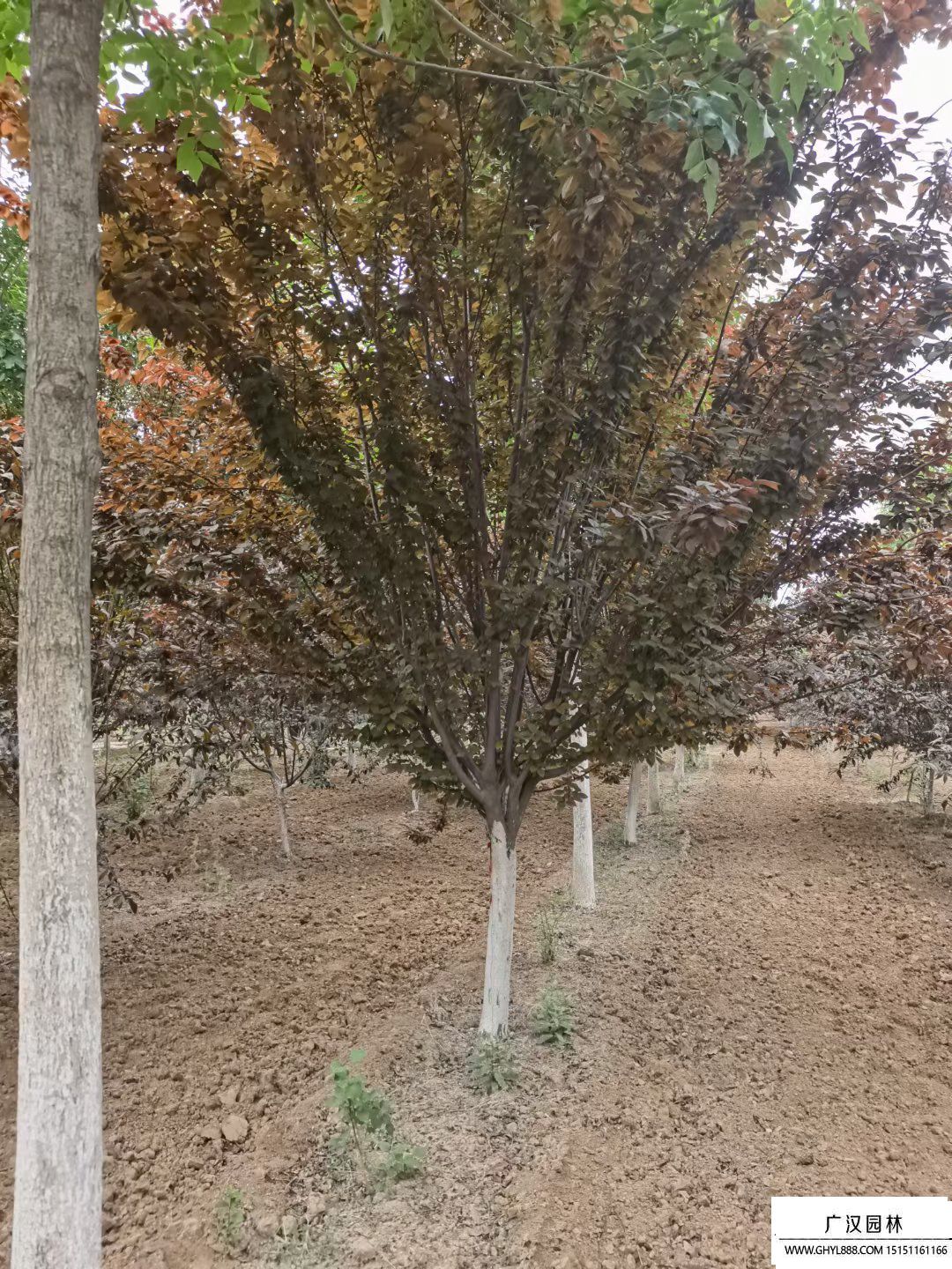 紅葉李