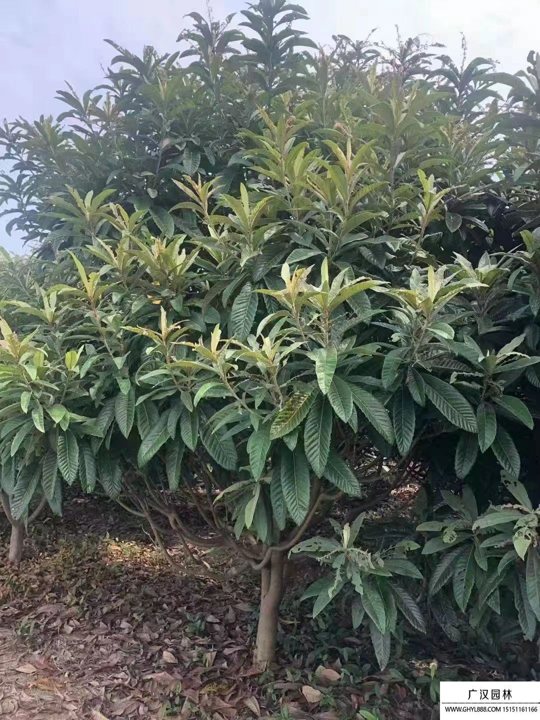 枇杷樹 