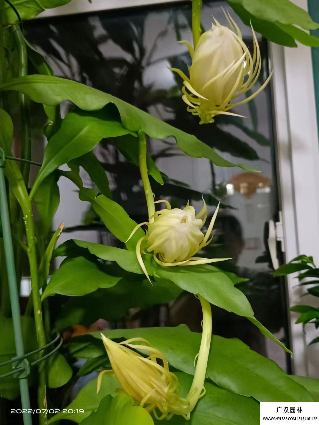 曇花 