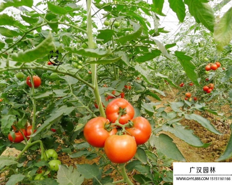 西紅柿