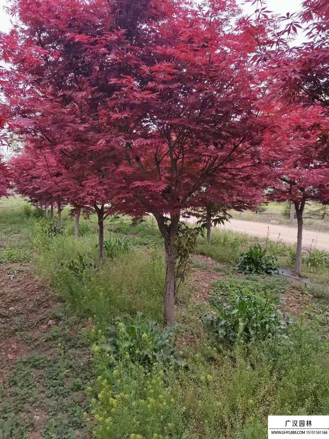 紅楓 