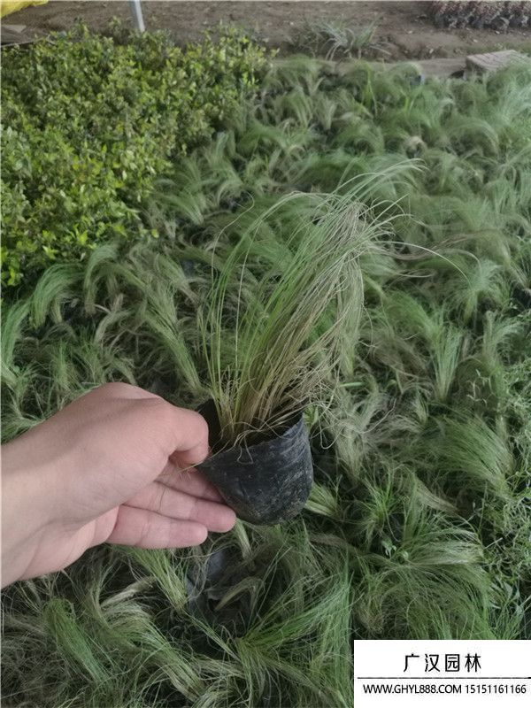 細葉芒 