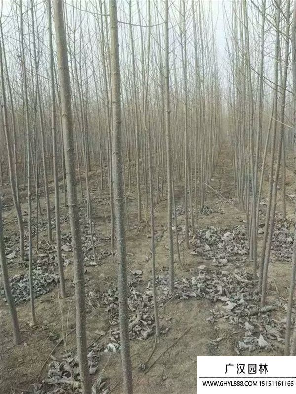 楊樹苗