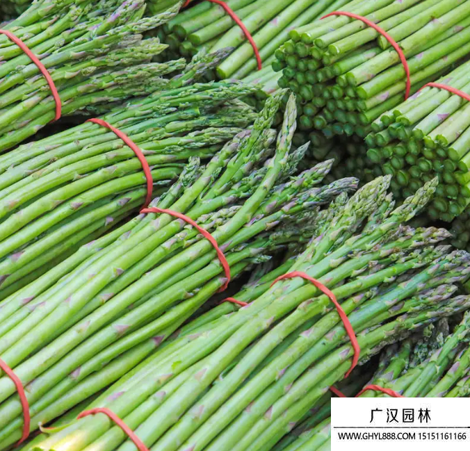 蘆筍