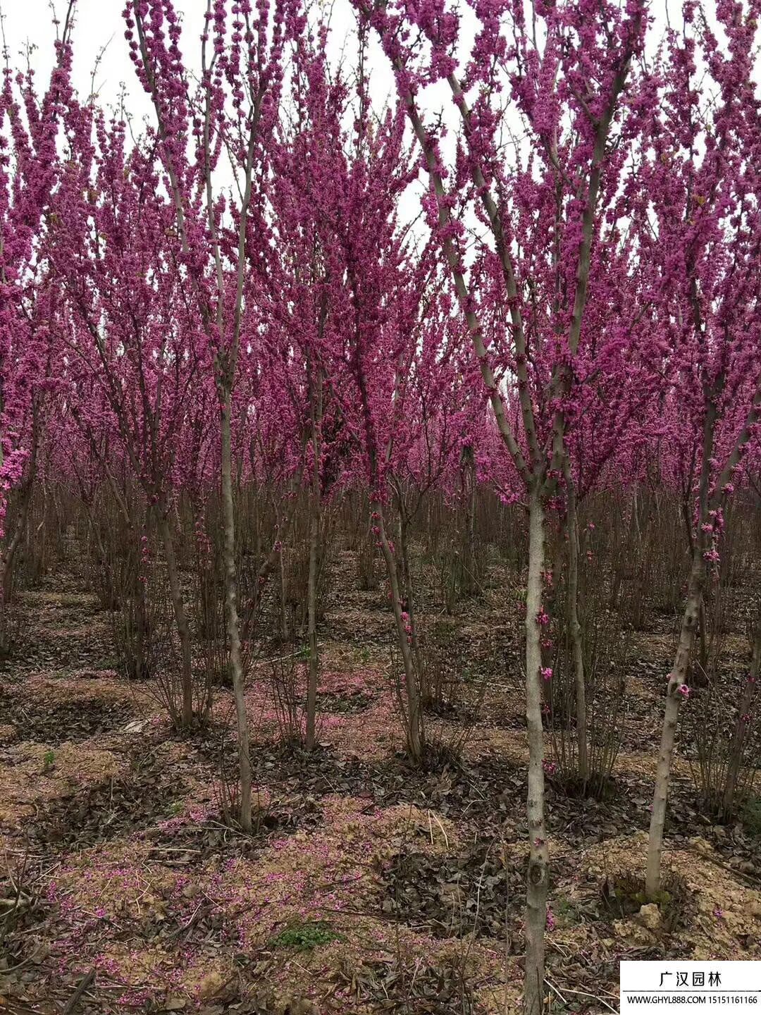 紫荊樹 