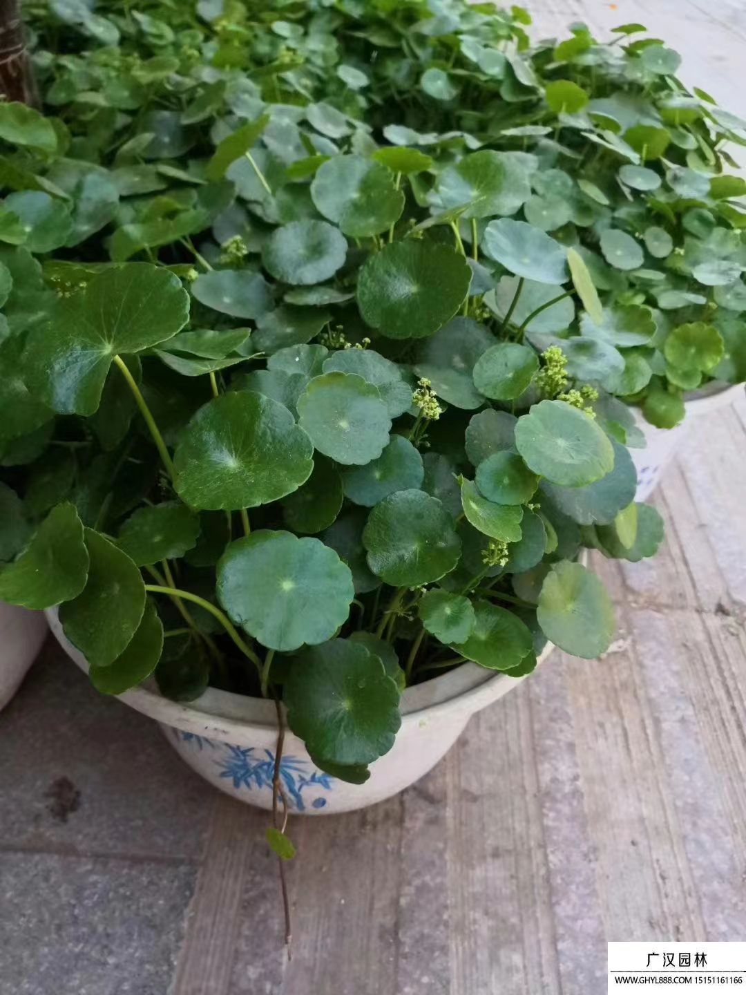 銅錢草