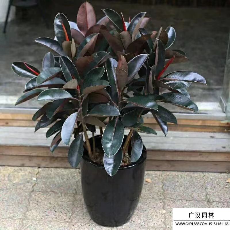 橡皮樹