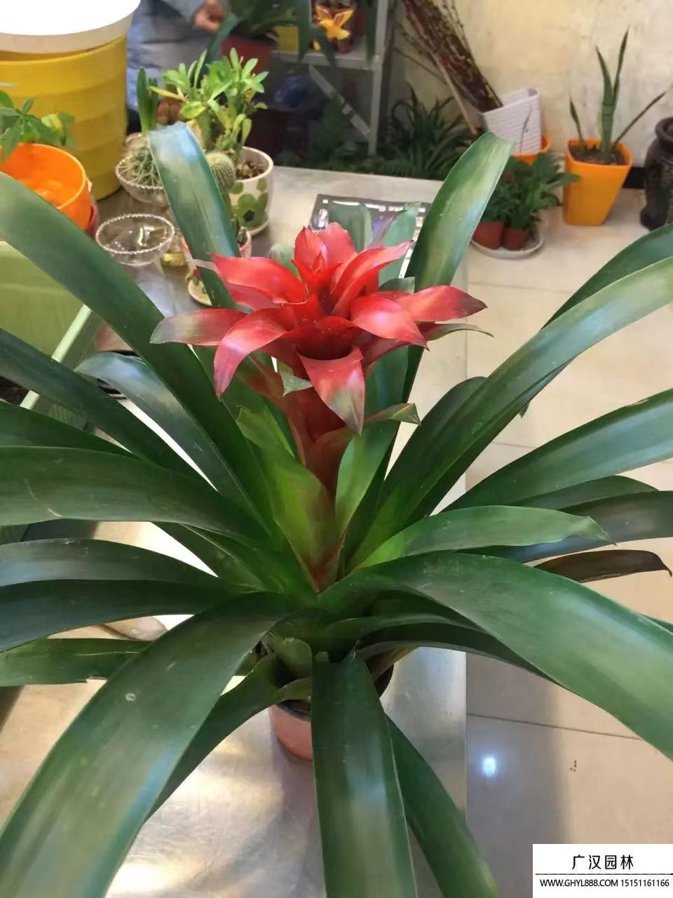鳳梨花