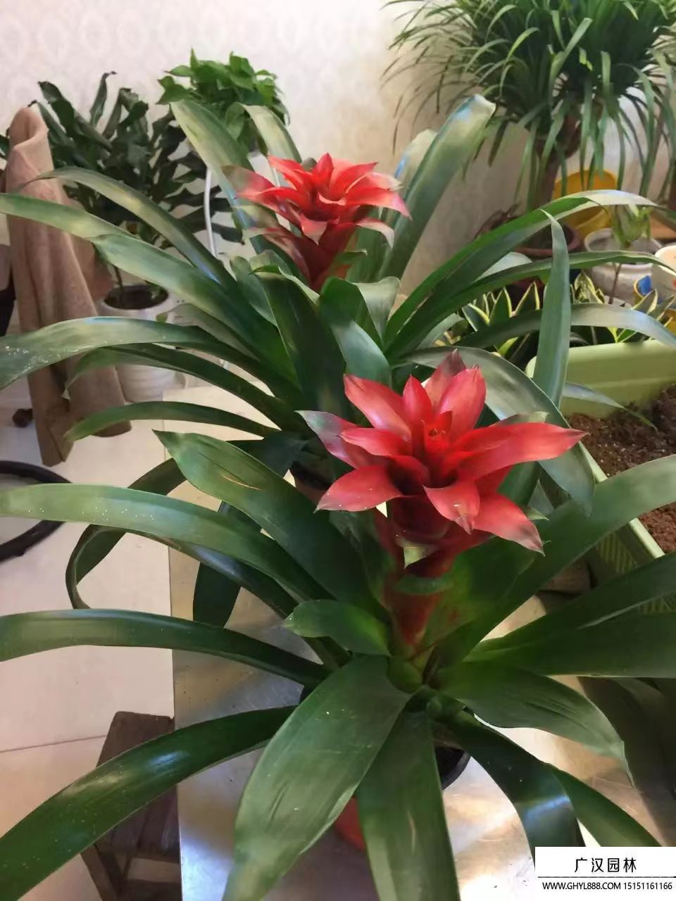 鳳梨花