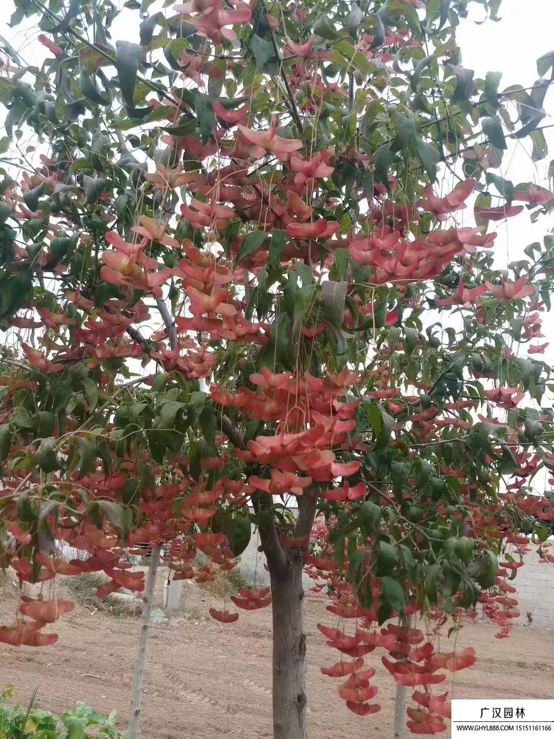 搖錢樹