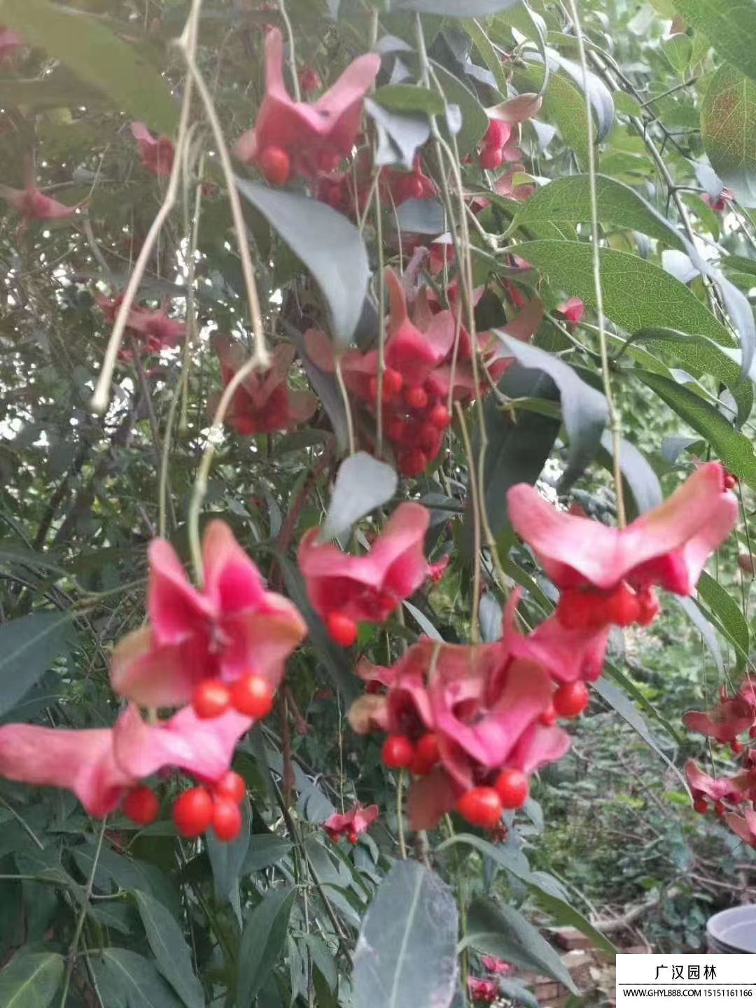 搖錢樹
