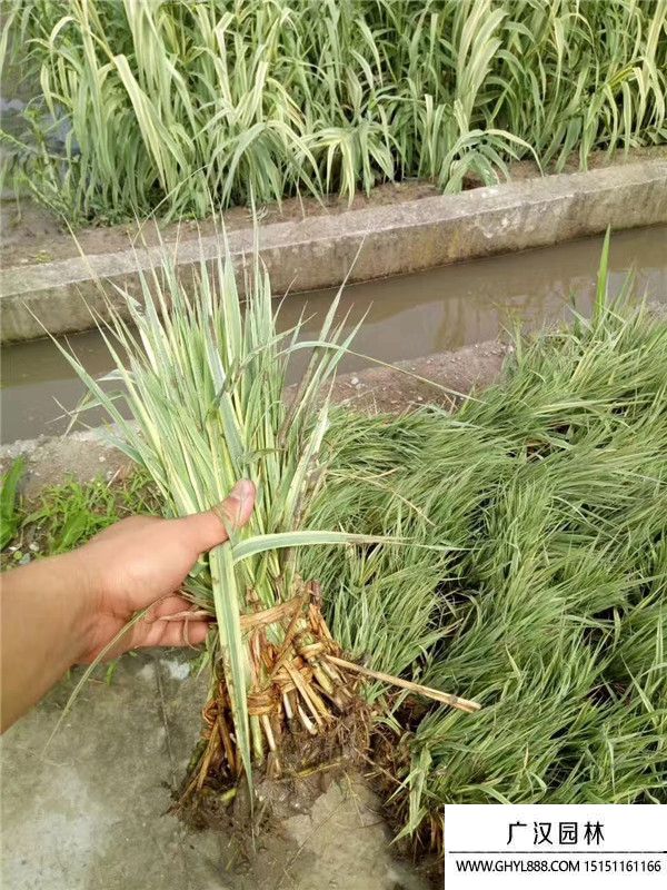 花葉蘆竹