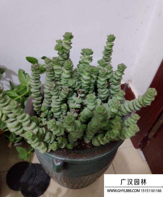 錢串子