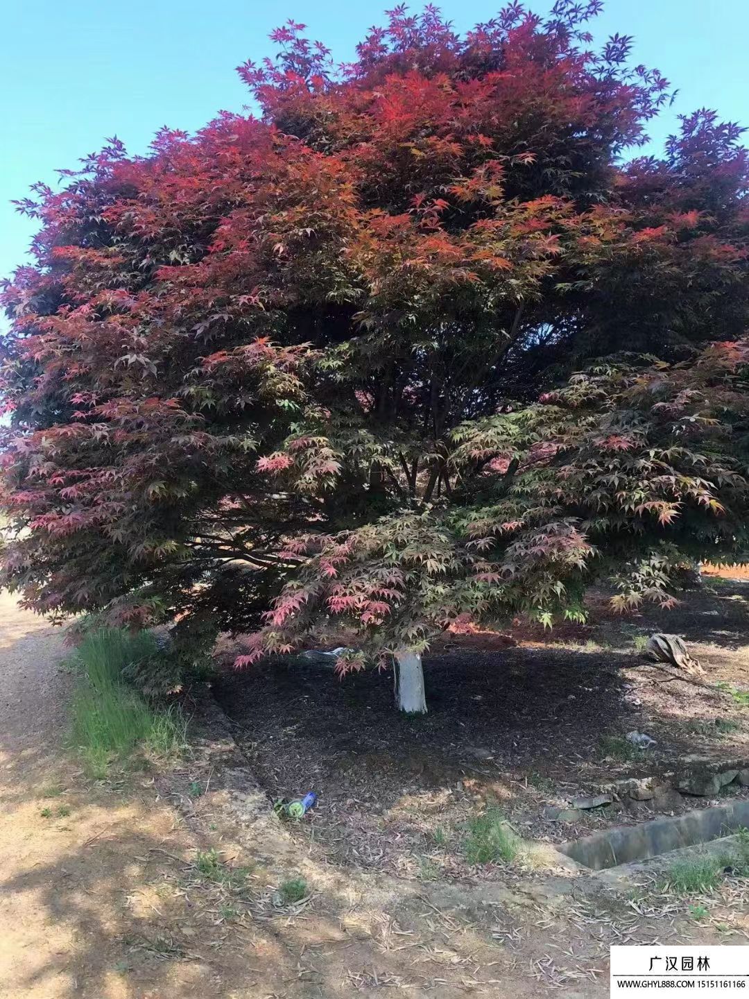 紅楓 (6).jpg