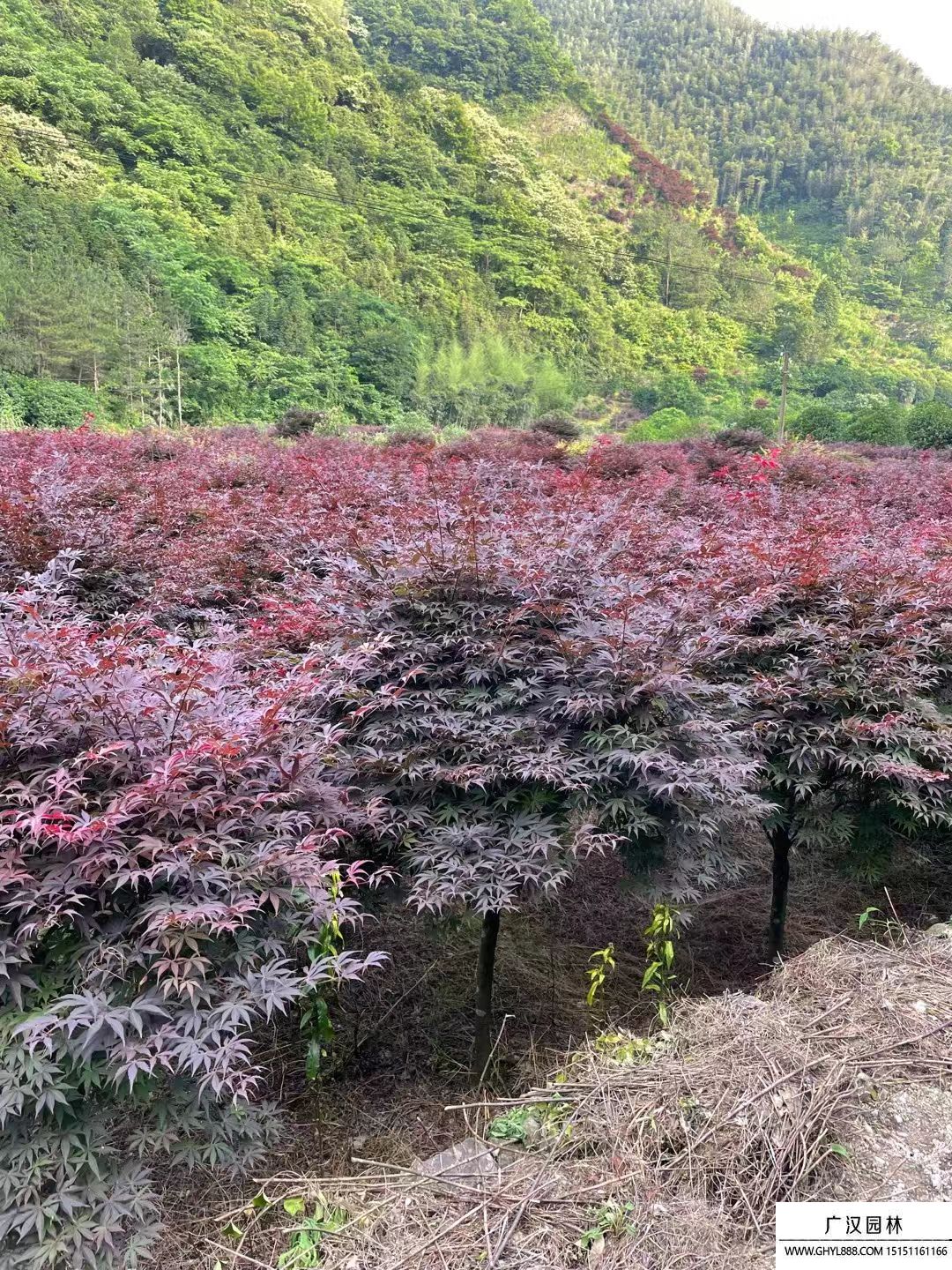 紅楓 