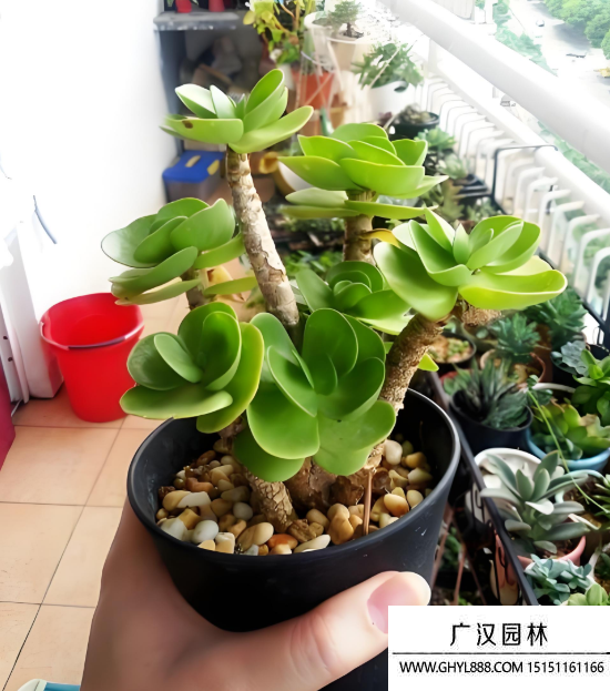 金錢木