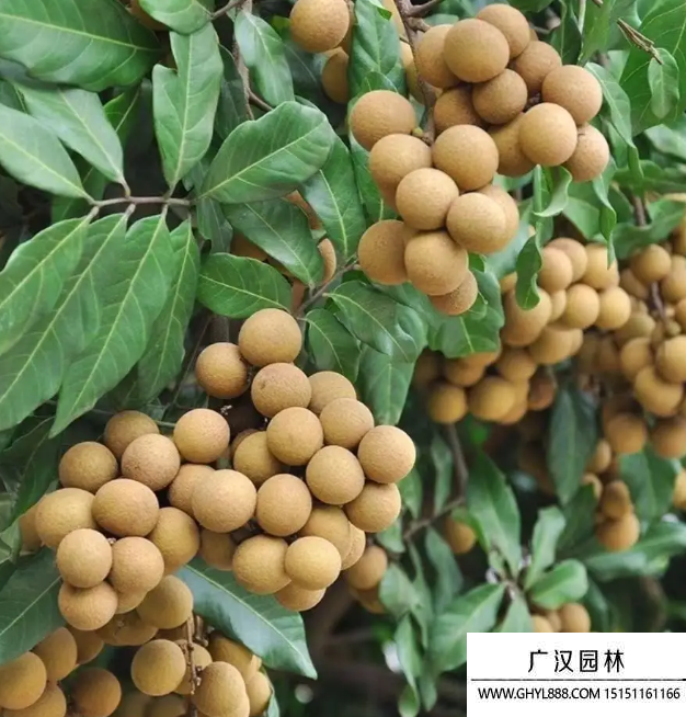 桂圓