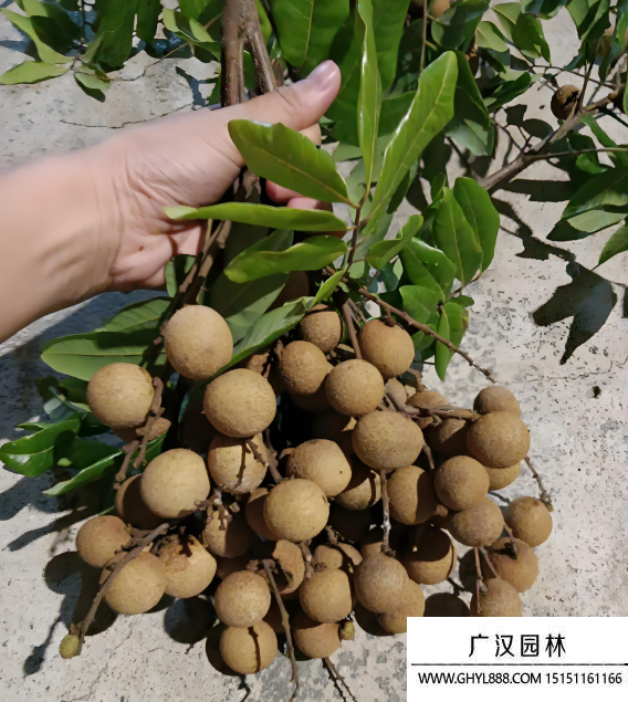 桂圓