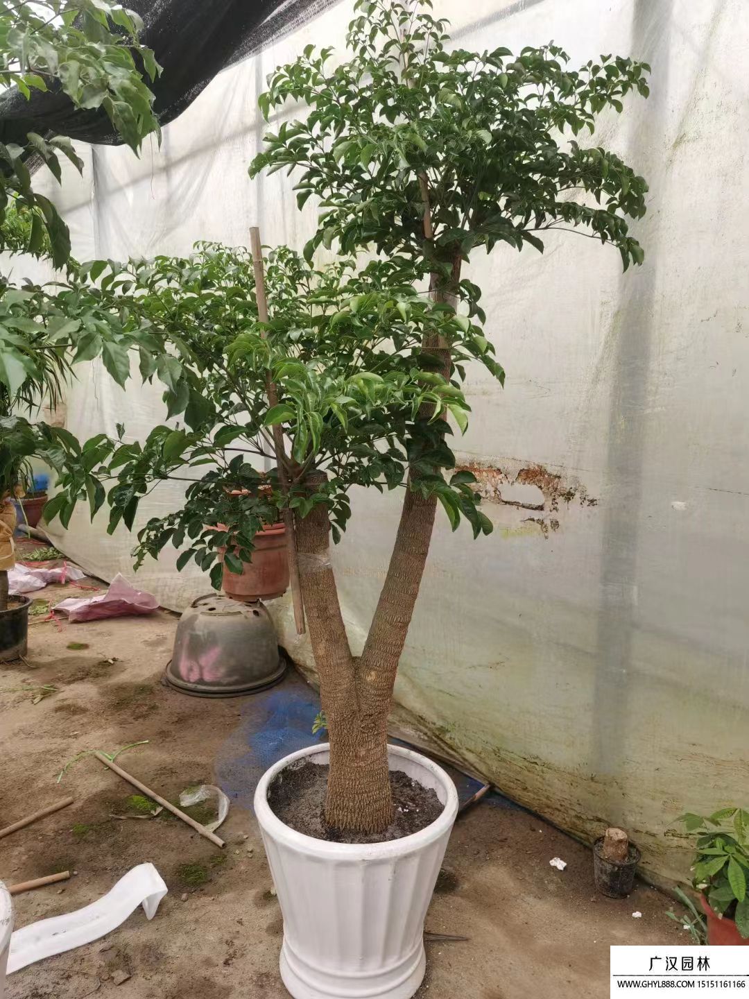 幸福樹 