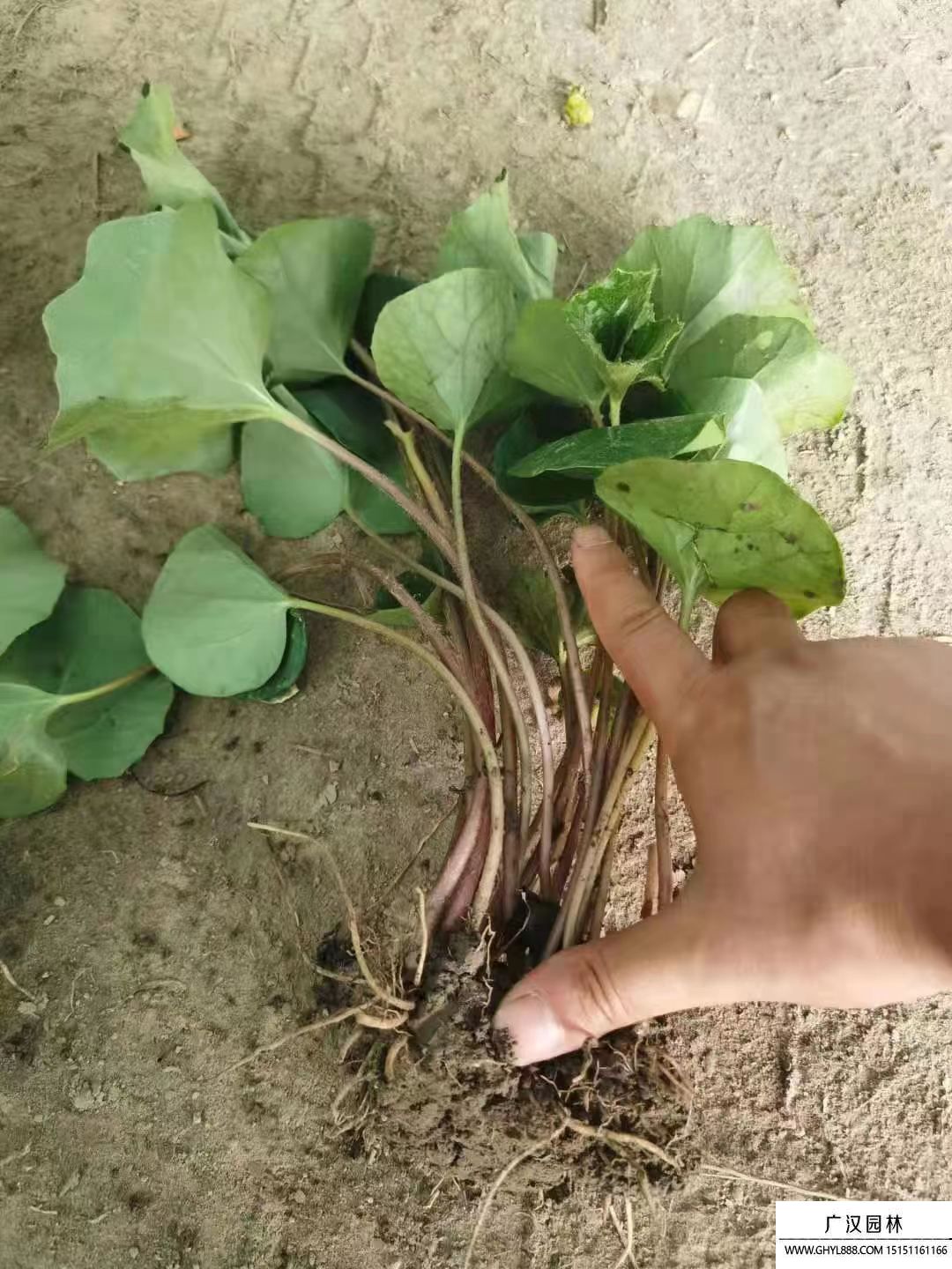 大吳風草 