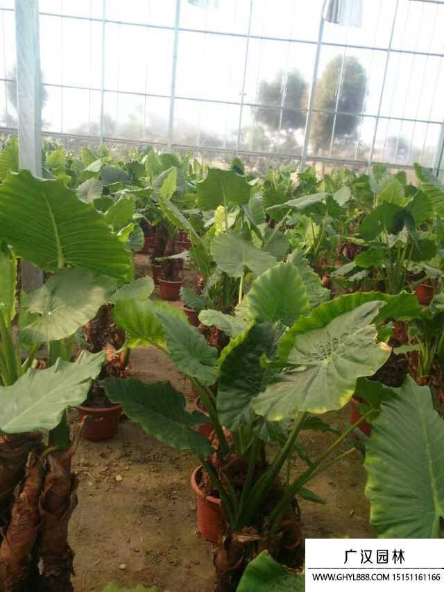 滴水觀音 