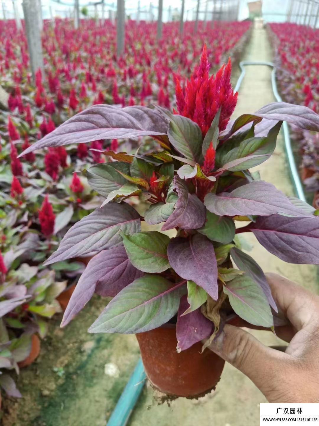 雞冠花 