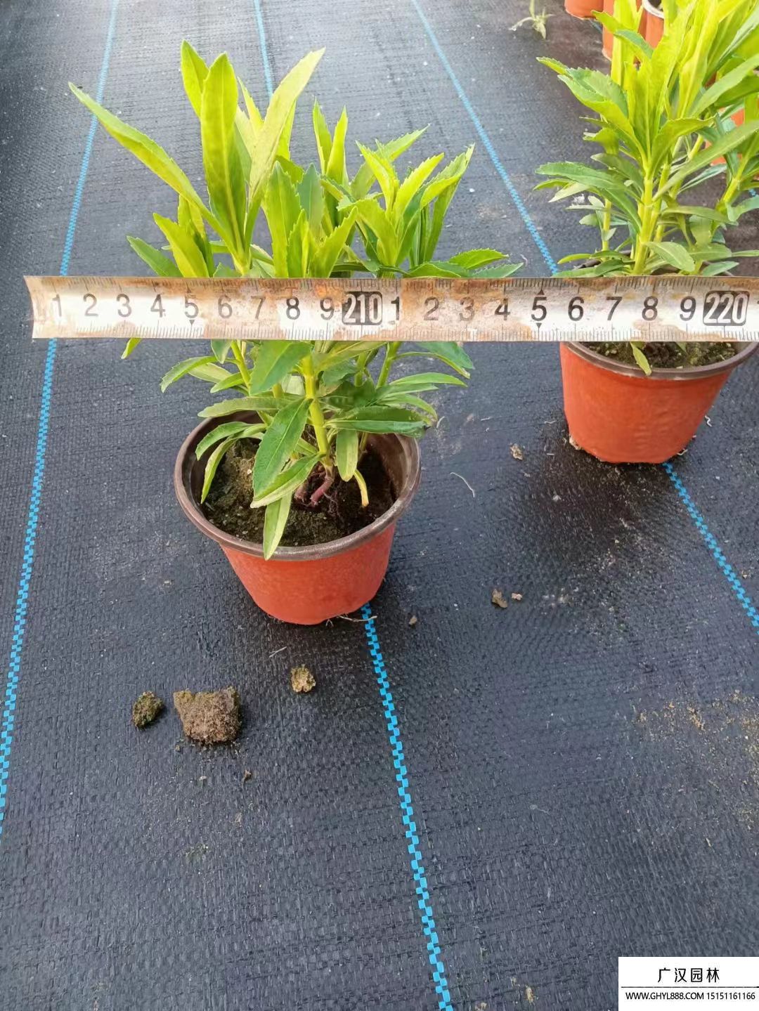 假龍頭 