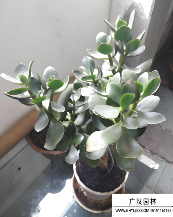 厚臉皮