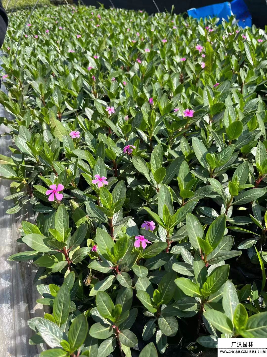長春花 