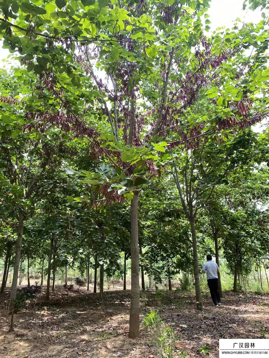 巨紫荊 