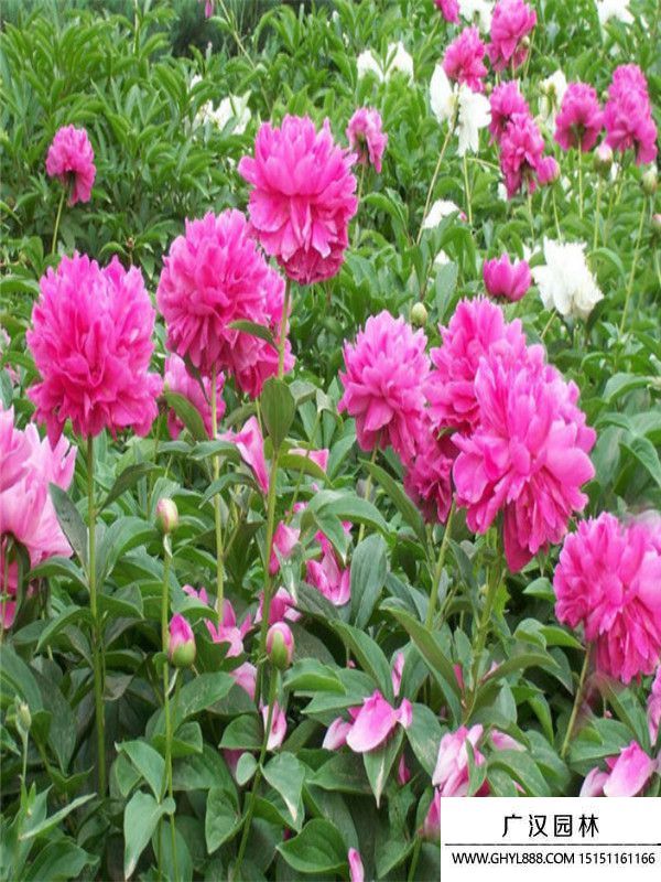芍藥