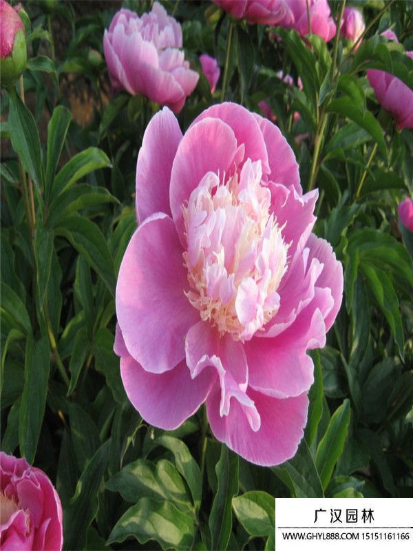 芍藥