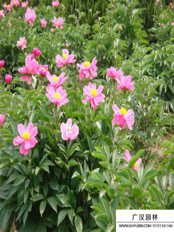 芍藥