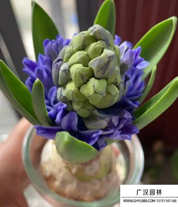 風信子
