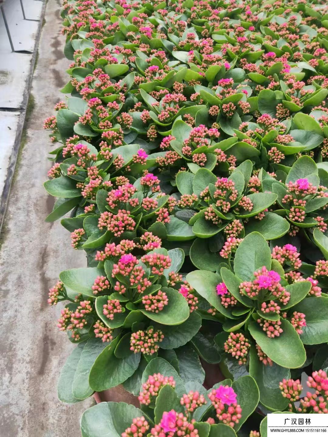 長壽花 