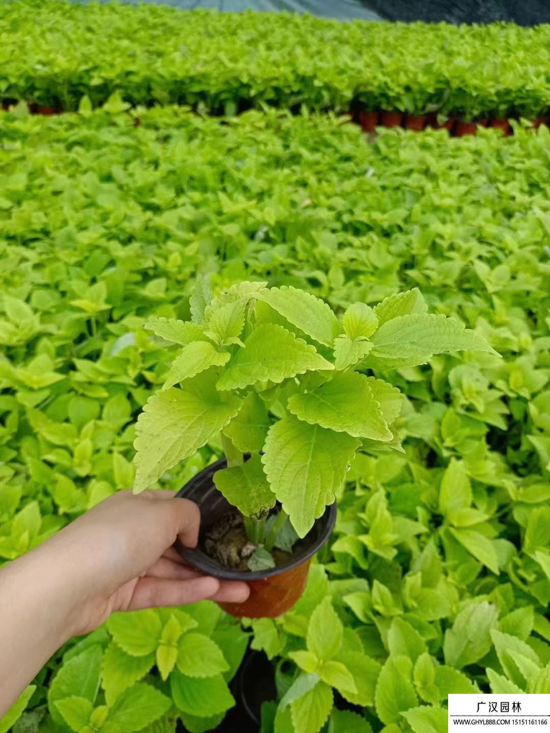 紫蘇 