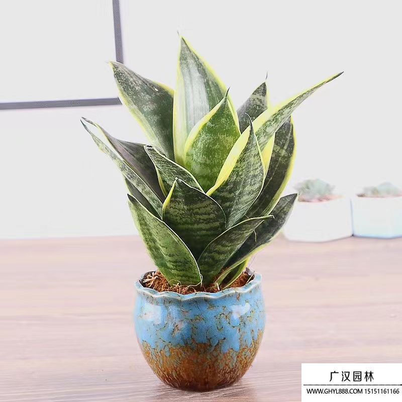 虎皮蘭 
