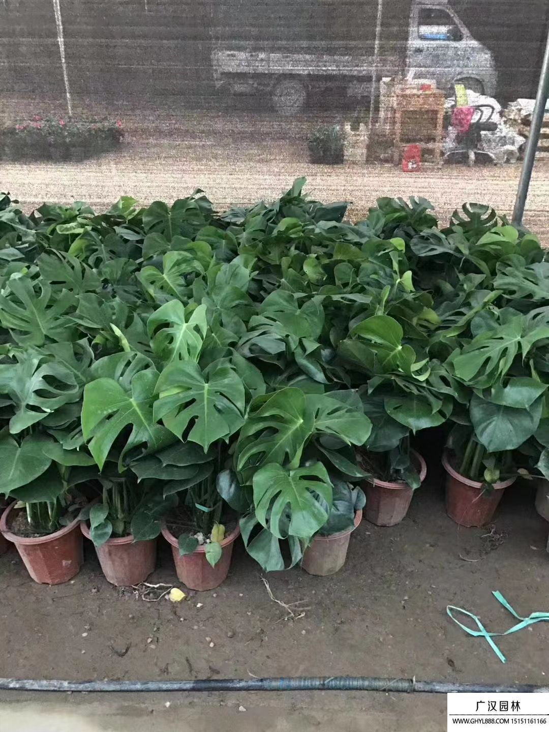 龜背竹 