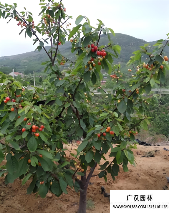 櫻桃樹
