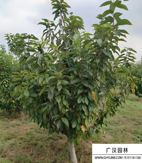 櫻桃樹