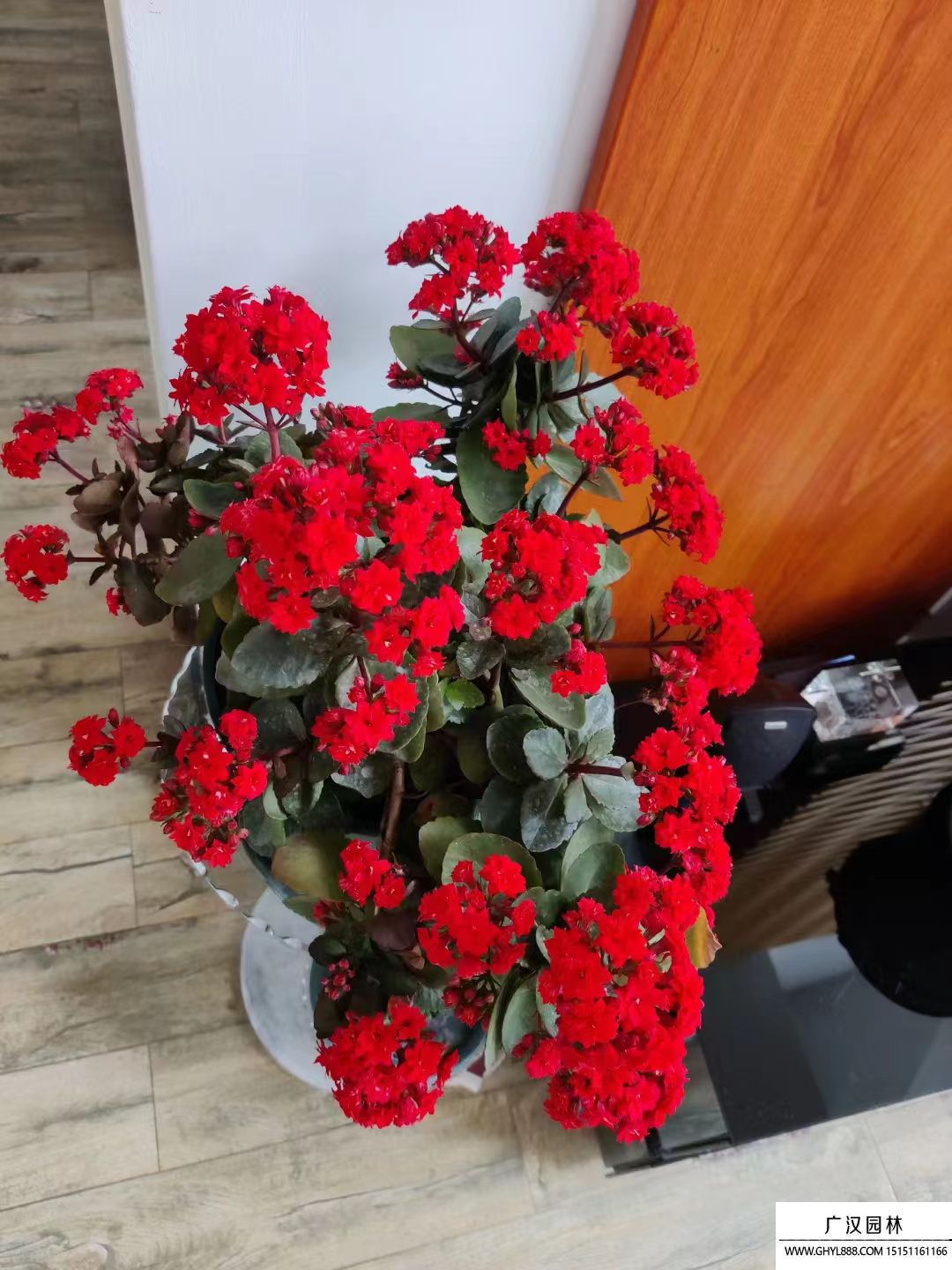 長壽花 